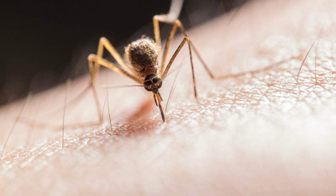 7 warning signs of dengue fever in child