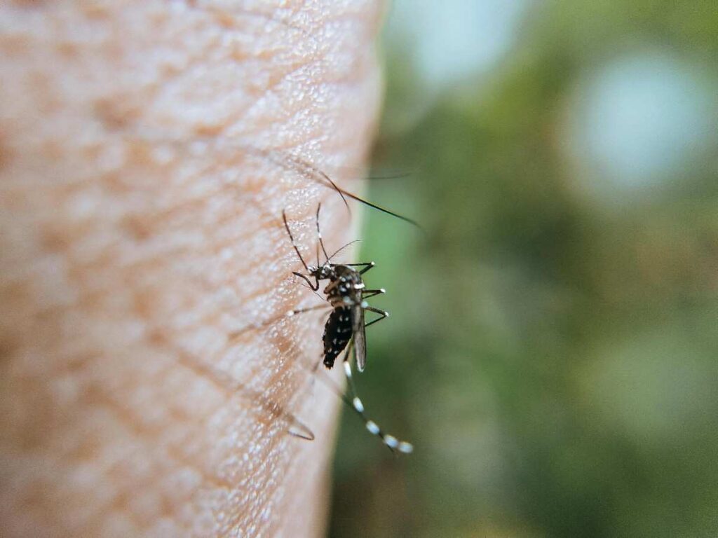 7 warning signs of dengue fever in child